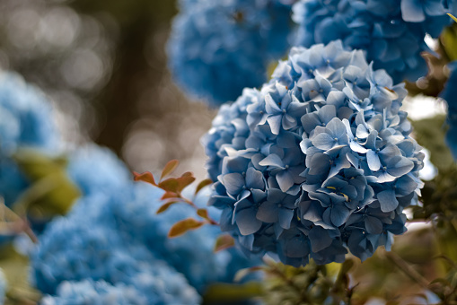 Large bunches of blue hydrangea flowers extending into the distance