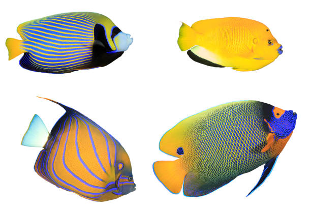 istock Angelfish Reef fish isolated on white background 1256262170