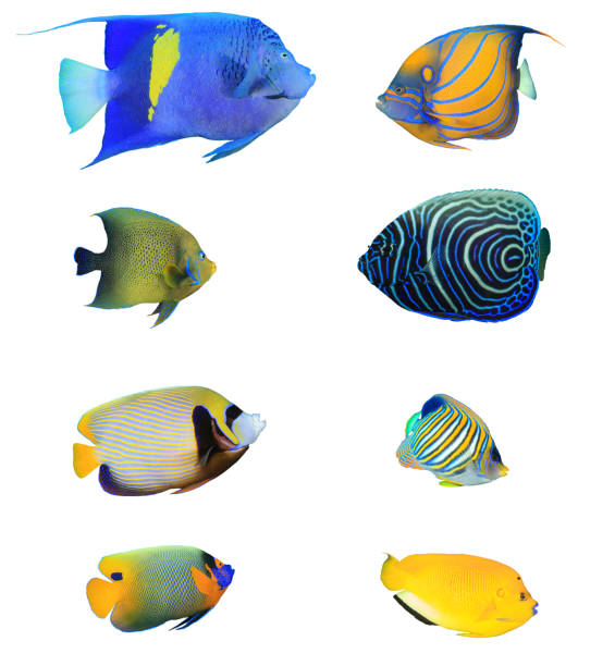 istock Angelfish Reef fish isolated on white background 1256262172