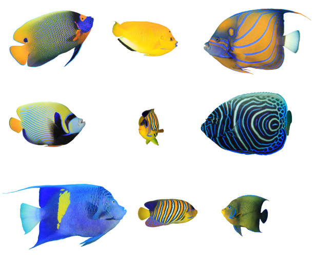 istock Angelfish Reef fish isolated on white background 1256262173