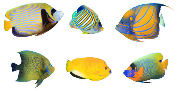 peixe angelfish recife isolado em fundo branco - euxiphipops navarchus - fotografias e filmes do acervo