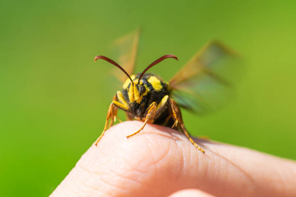 istock Macro view of hornet moth sitting on finger 1256263968