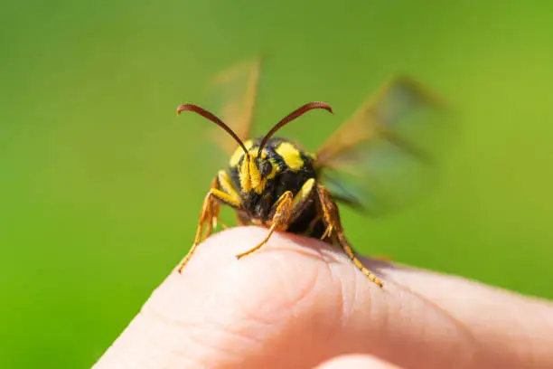 Photo of Macro view of hornet moth sitting on finger