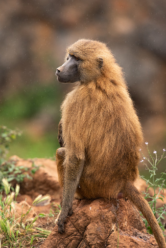 Baboon monkey in the Natural park of Cabárceno in Spain.