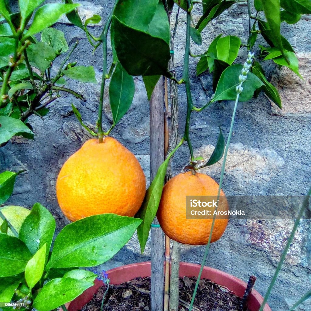 Oranges on tree Nectar Agriculture Stock Photo