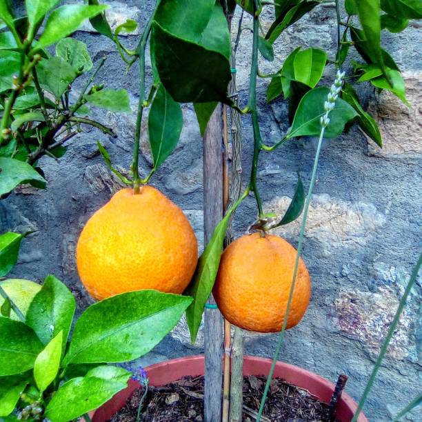Oranges on tree stock photo