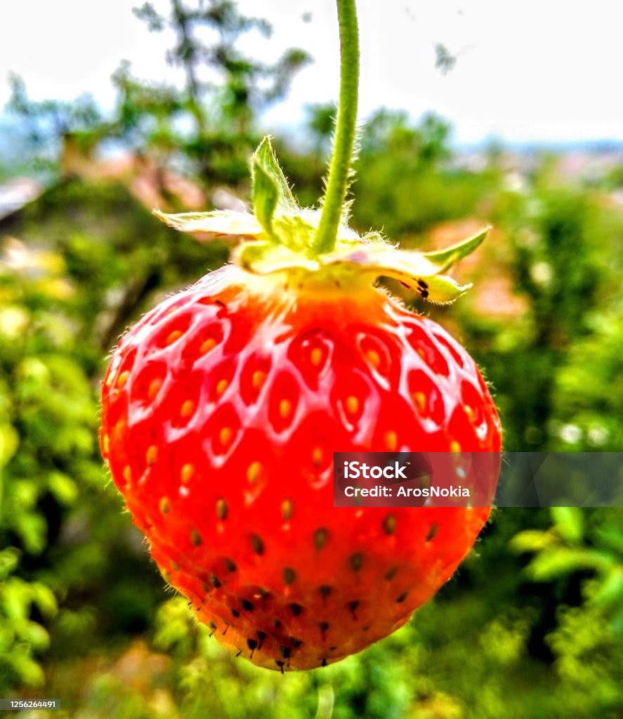 Strawberry My homegrown strawberry Berry Fruit Stock Photo