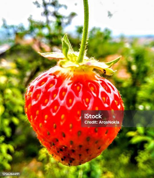 Strawberry Stock Photo - Download Image Now - Berry Fruit, Close-up, Food