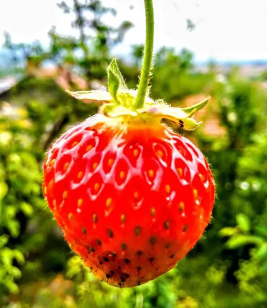 My homegrown strawberry