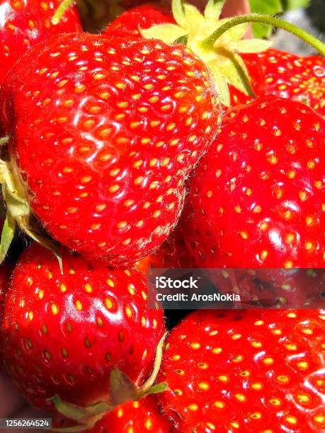 Strawberry Stock Photo - Download Image Now - Close-up, Food, Freshness