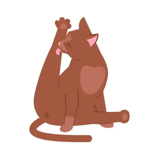 Vector illustration of Cat licking leg semi flat RGB color vector illustration