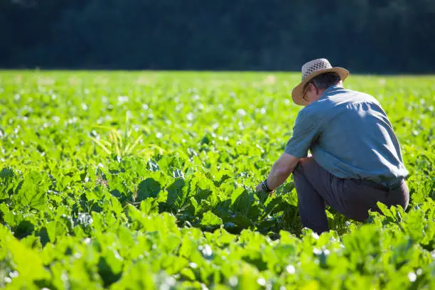 Farmer checking the quality of the crop in a field of sugar-beet - selective focus on the man