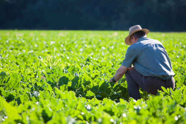 farmer checking the quality of the crop in a field of sugar-beet - selective focus on the man - sugar beet beet field vegetable imagens e fotografias de stock