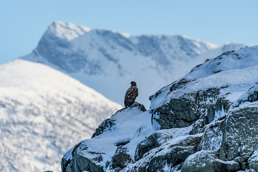 White-tailed eagle sitting flying over a rock in the sea at the island of Senja in Northern Norway during winter. Snowy mountain peaks in the background.