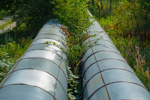 istock Pipeline in the forest among the thickets of trees 1256268529