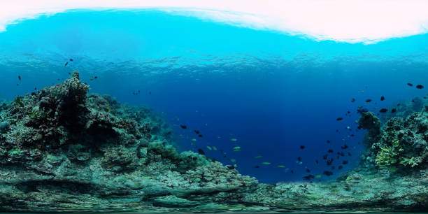 istock Coral reef and tropical fish underwater 360VR. Panglao, Philippines 1256270593