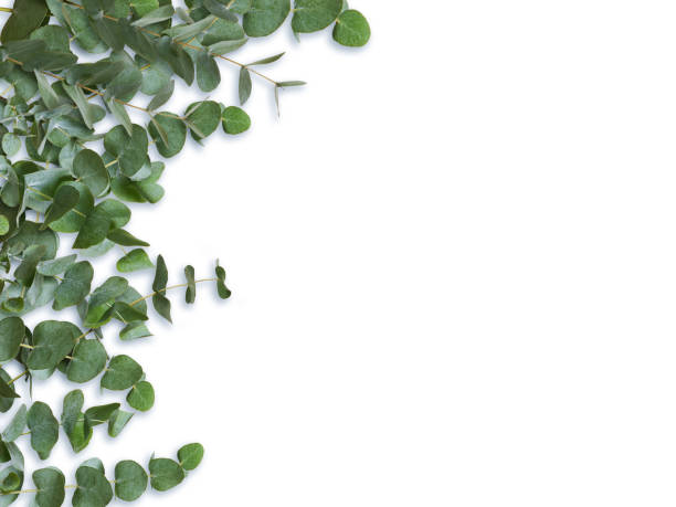 istock Eucalyptus green leaves and branches isolated on white background. 1256271928