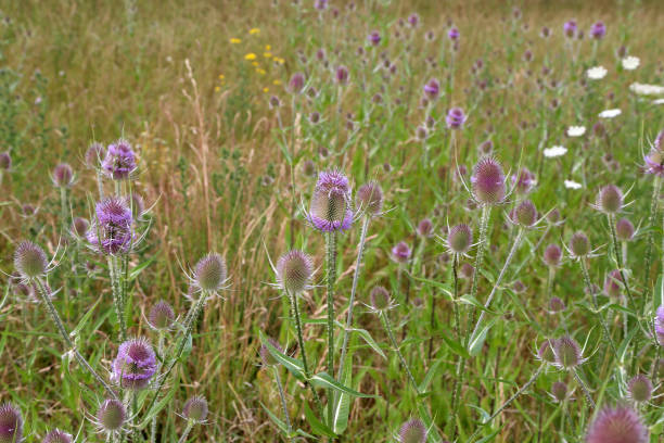 istock Dipsacus fullonum. Green wild Teasel or thistle, spiky plant with thorn on a meadow. 1256272261