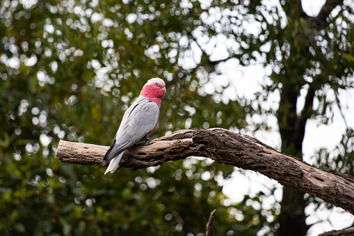 Sulphur crested cockatoo on the ground, eating.