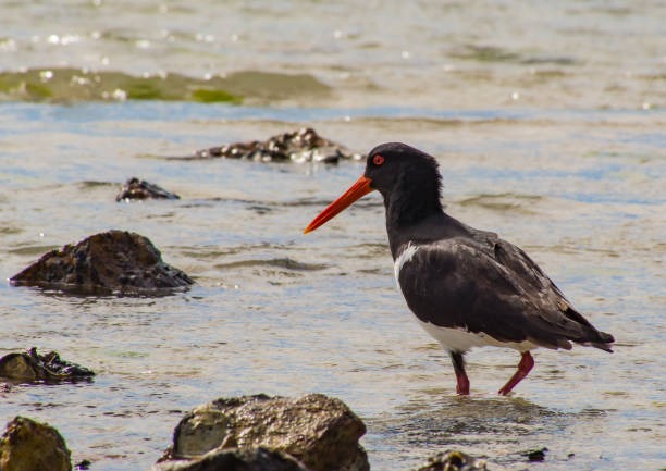 istock An oyster catcher looking for food 1256273747