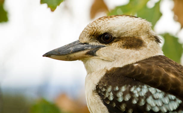 istock A laughing Kookaburra profile shot 1256273783
