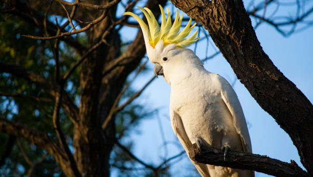 ein schwefelhaltiger kakadu zeigt sich - cockatoo stock-fotos und bilder