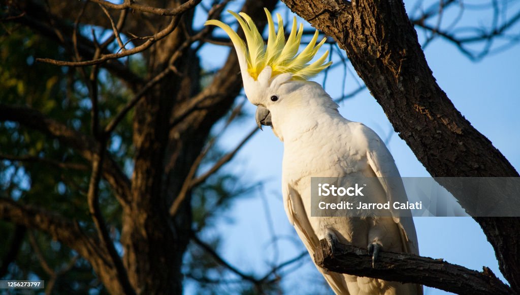 A sulphur crested cockatoo showing off Cockatoo Stock Photo