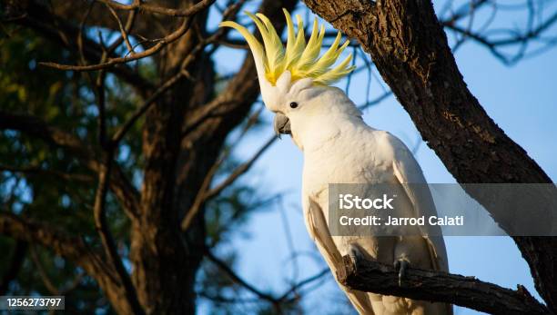 A Sulphur Crested Cockatoo Showing Off Stock Photo - Download Image Now - Cockatoo, Sulphur Crested Cockatoo, Animal's Crest