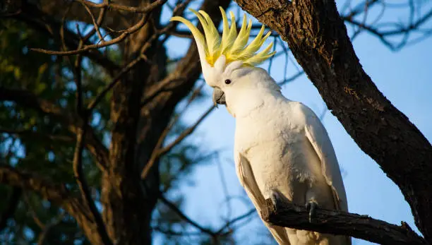 A sulphur crested cockatoo showing off