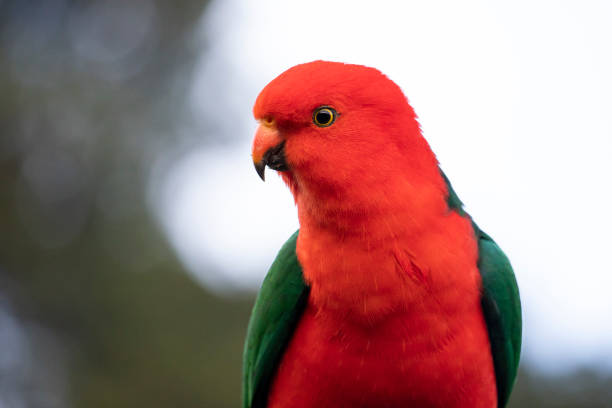 A King parrot portrait