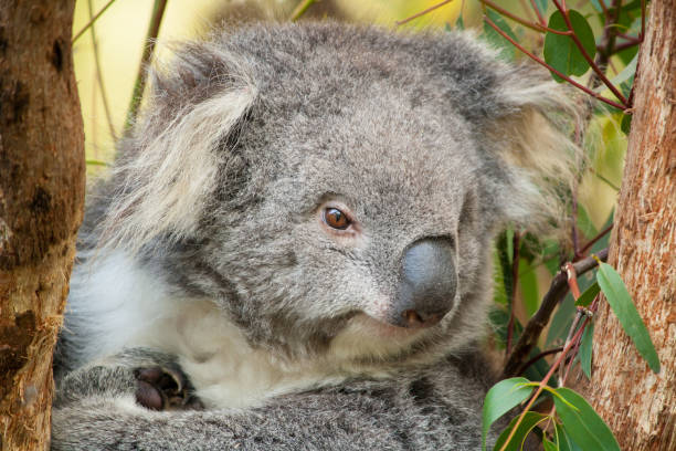 istock A koala portrait in close up 1256273855