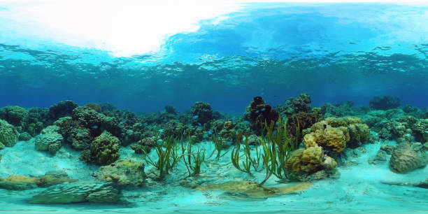 The underwater world of a coral reef 360VR stock photo
