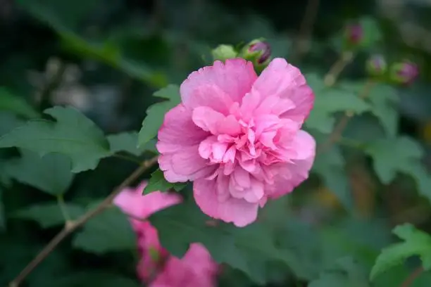 These are hibiscus flowers blooming in the garden.