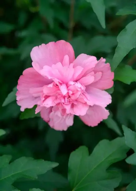 These are hibiscus flowers blooming in the garden.