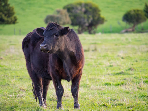 una vaca de ternera angus negra - beef cattle farm calf summer fotografías e imágenes de stock