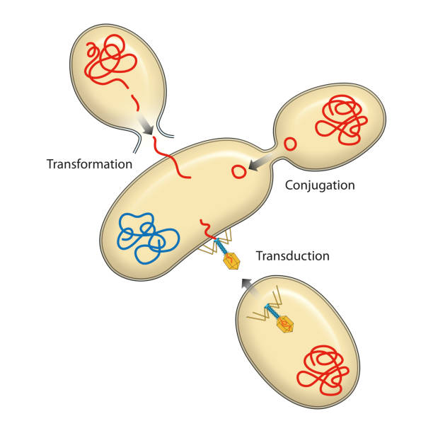 ilustraciones, imágenes clip art, dibujos animados e iconos de stock de recombinación bacteriana - conjugation