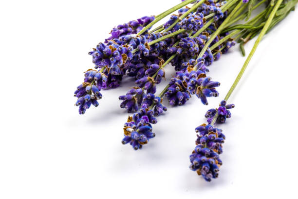 istock Lavender flowers isolated on white background. Close up. Space for text 1256277414