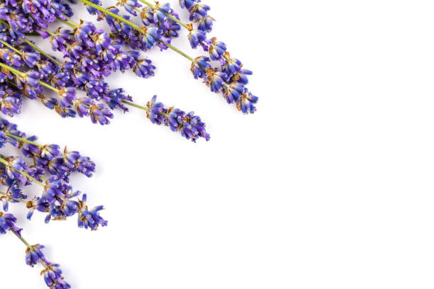 istock Lavender flowers isolated on white background. Close up. Space for text 1256277456
