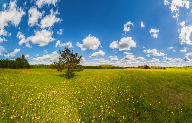 istock One pine in a field with dandelions. The landscape is summer. 1256278761