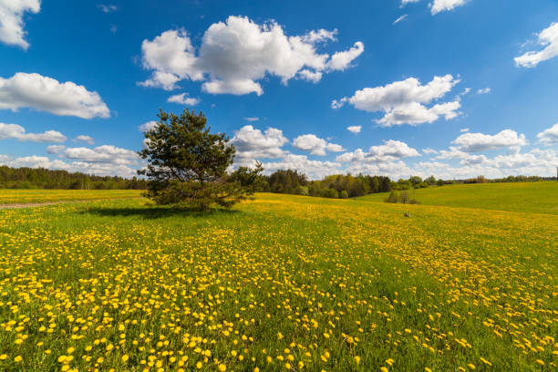 istock One pine in a field with dandelions. The landscape is summer. 1256278868
