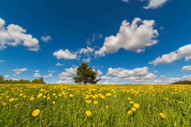 Dandelion against blue sky
