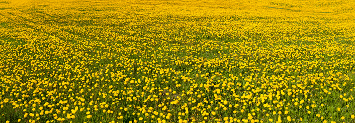 Field of dandelions. Natural background.