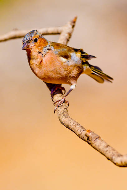 istock Chaffinch, Forest Pond, Mediterranean Forest, Spain 1256279904