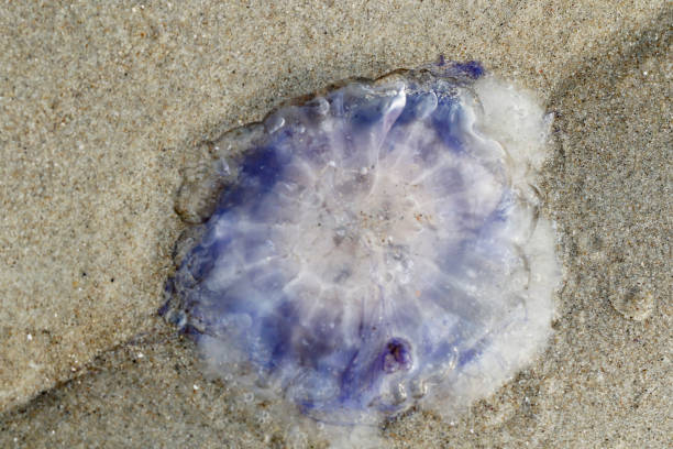 istock Jellyfish on the Beach 1256280187