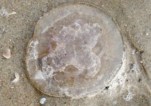 Seashell on shore