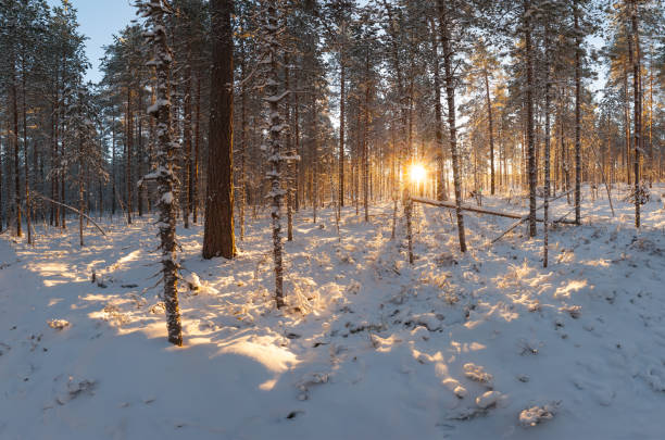 istock Sunny day in the winter pine forest. Winter landscape 1256281872