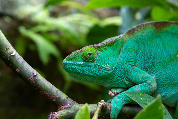istock A green chameleon on a branch in close-up 1256282107