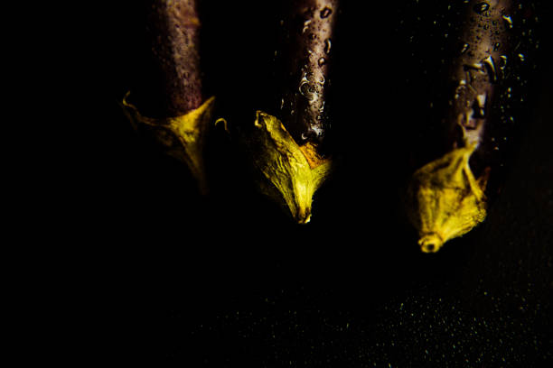 Fresh eggplants on a dark background