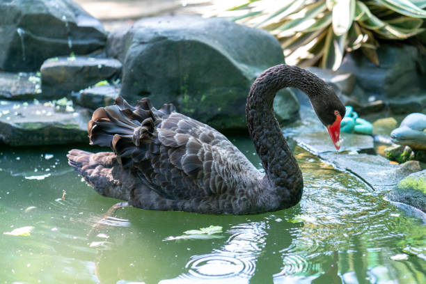 istock Swan in the wildlife sanctuary. 1256283688
