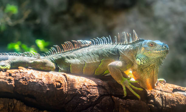 istock Giant iguana portrait is resting. 1256284266